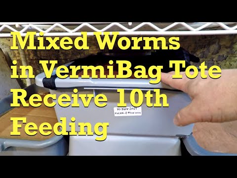 Mixed worms in VermiBag Tote get 10th feeding after 18 days - vermicompost