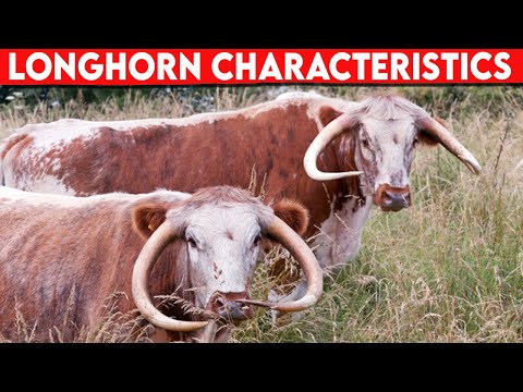 , title : '⭕ Cattle Breeds English Longhorn Characteristics ✅  Cattle Longhorn  // Bulls'