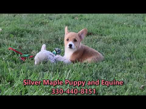 Sweet playful Corgi puppy Kaylene