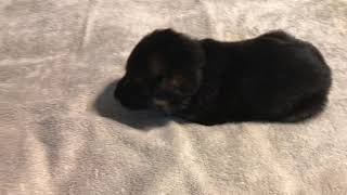 Video preview image #1 German Shepherd Dog Puppy For Sale in LEAD HILL, AR, USA