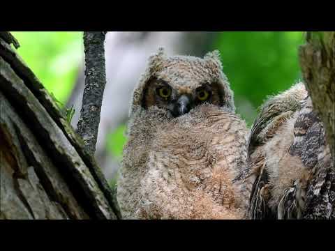 Great Horned Owl owlets