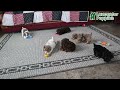 Miniature Poodle dogs for sale: Princess EXTRA SMALL - Video 1