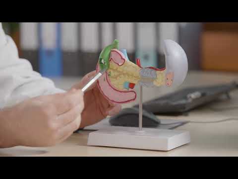 Die Bauchspeicheldrüse