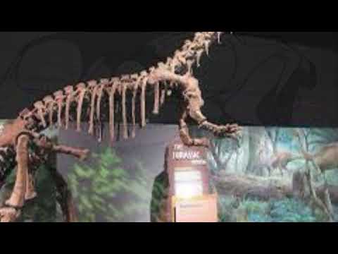 Dinosaurs listed - Aardonyx