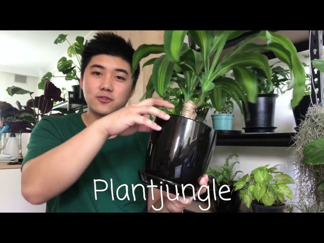 My Top 5 Indoor Plants