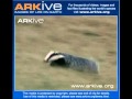 European Badger Running