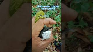 Download lagu Mikat burung liar pakai suara mp3 baru dan pulut#mikatburung #burung #caramikatburung mp3