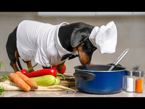 5 Reasons To Start Making Dog Food At Home