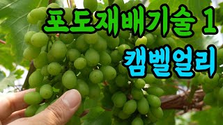 [생생정보農 07편] 포도재배기술 1편 캠벨얼리 송이다듬기와 송이솎기
