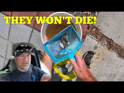 How I Kept Mud Minnows Alive at Home Over 60 Hours ~ They Won't Die