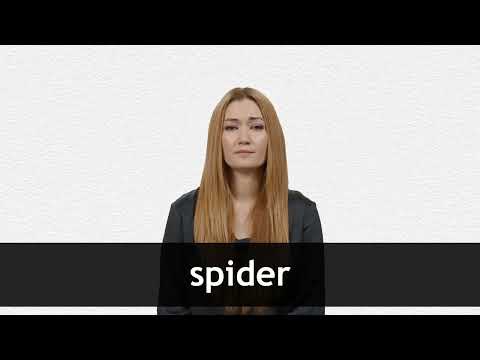 SPIDER - Definição e sinônimos de spider no dicionário inglês