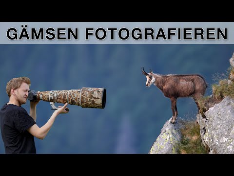 Gämsen wildlife fotografieren (inkl Covid 🙈) - VLOG Tierfotografie (Tipps und Tricks)
