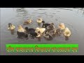 The Runaway Duck von Funny Birds And Ani The Runaway Duck von Funny Birds And Ani