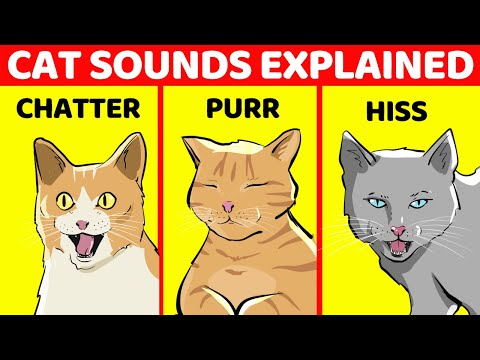 10 Cat Sounds And What They Mean