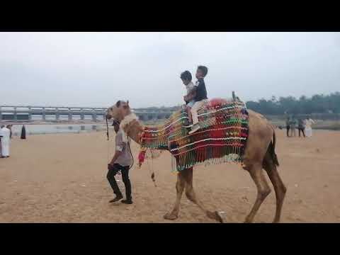 camel ride velliyam kallu