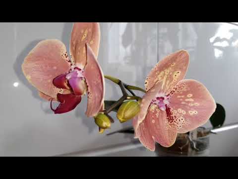 дикий персик!!! каждый цветочек по своему красив???