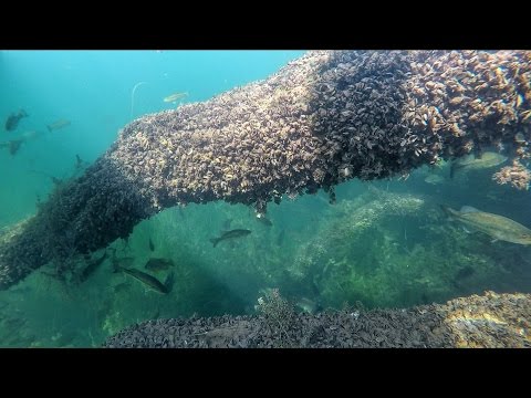 100’s of BASS Underwater Footage (GoPro HERO4 Black)