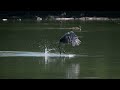 Bird heron flight ..🦢🕊️