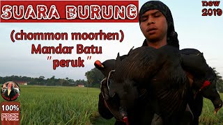 Download lagu Suara Pikat Burung Mandar Batu|Peruk|Pelan|Bentiungan|Meunom mp3 Download lagu Suara Pikat Burung Mandar Batu|Peruk|Pelan|Bentiungan|Meunom mp3