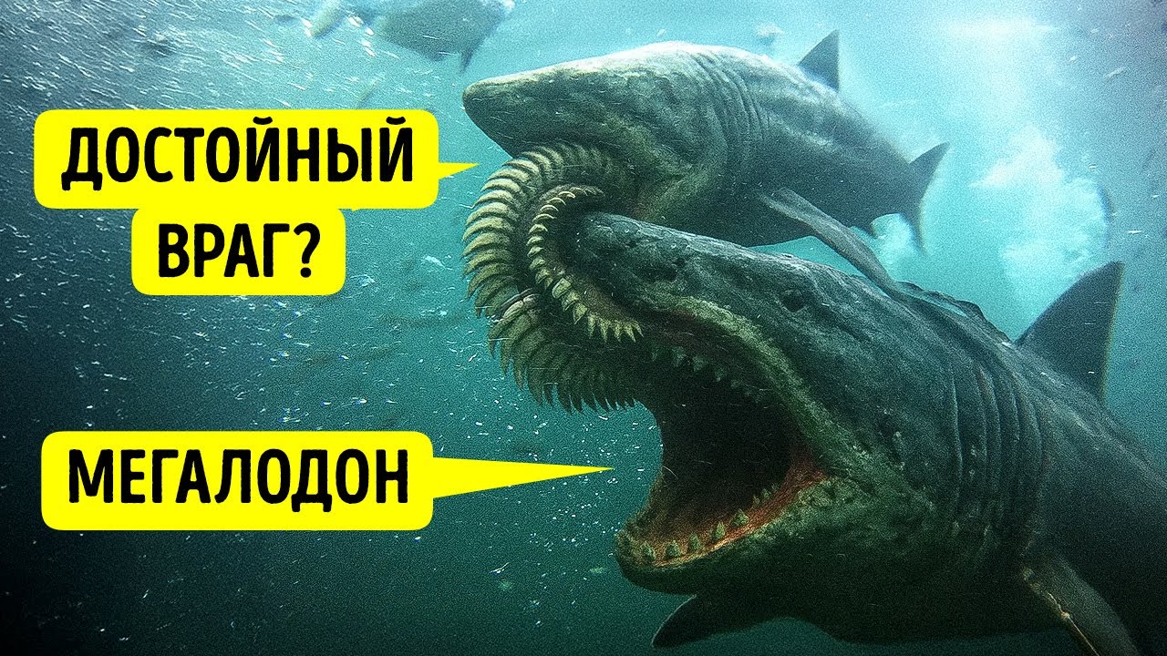 Они нашли существо, которое могло бы разорвать мегалодона на части