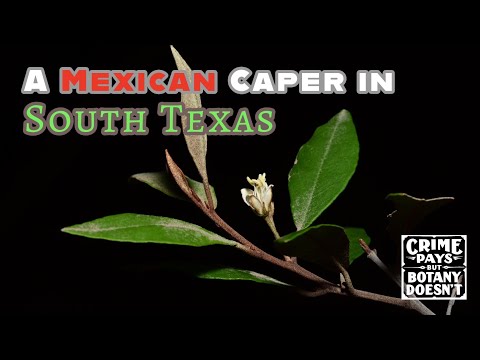 Rare Plant vs. McMansions: US Conservation Battle Heats Up