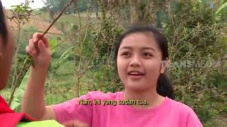 Download lagu Belajar Cara Panen Kacang Gude Bareng Bolang | BOCAH PETUALANG (18/03/21) mp3