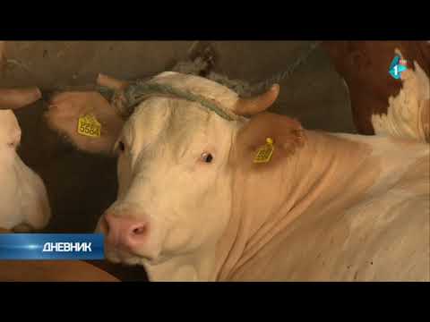 Predanim radom do zarade u mlečnom govedarstvu