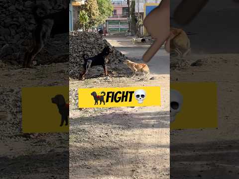 🐕‍🦺Rottweiler Vs.Street Dog 🐕￼ #shorts #ytshorts #rottweiler #dog #streetdog #dogshorts ￼