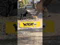 ‍ Rottweiler Vs Street Dog Shorts Ytshorts Rottweiler Dog Streetdog Dogshorts