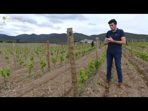 L'actu de la vigne : l'ébourgeonnage (partie 1) - © AOP Faugères