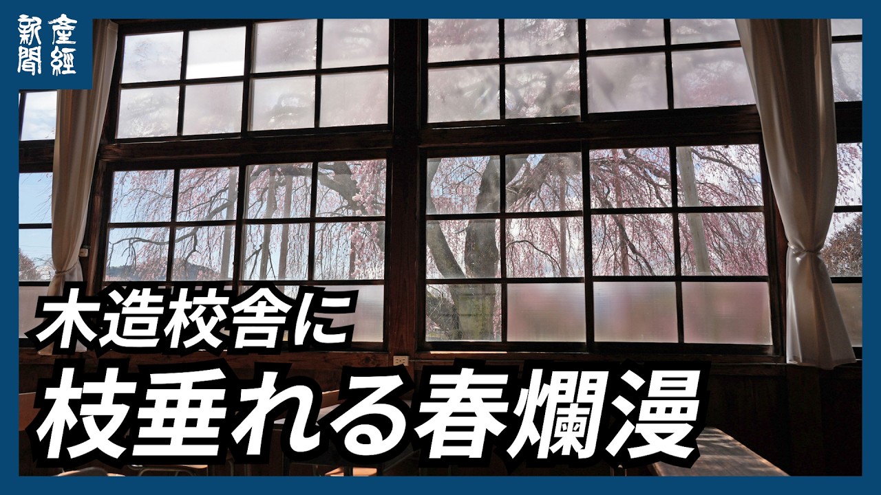 【探訪】年季の入った木造校舎の前にたたずむ１本のシダレザクラ。淡紅色の花が風