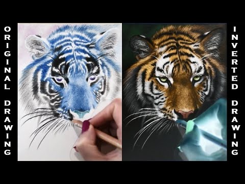 Inverted Colored Pencil Drawing of a TIGER | Jasmina Susak