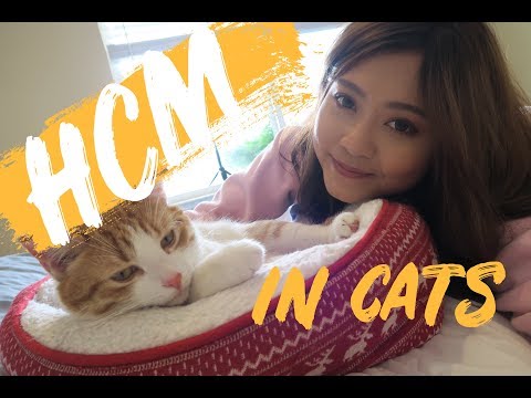 CATS WITH HEART DISEASE | How I care for my cat with HCM
