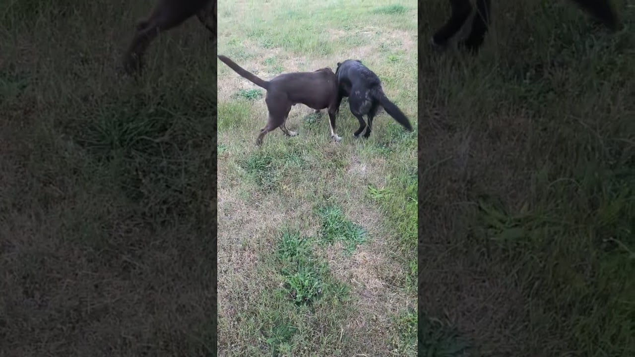 Choco is in Washington and NEEDS a foster home, a ADOPTABLE mixed breed in Redmond, WA video 6/6