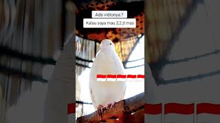 Download lagu Masteran suara perkutut putih kapas gacor gayer5040 mp3