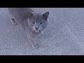 Gray Cat Meowing Meow Of Hunger