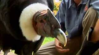 preview picture of video 'Revisit the worlds biggest flying bird, the Andean Condor'