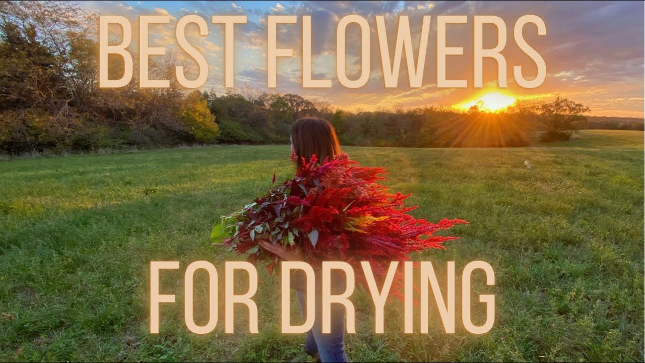 BEST FLOWERS For DRYING | PepperHarrow