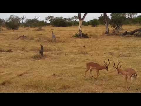 Djuma: Two Impala rams sparring - 08:33 - 05/31/21
