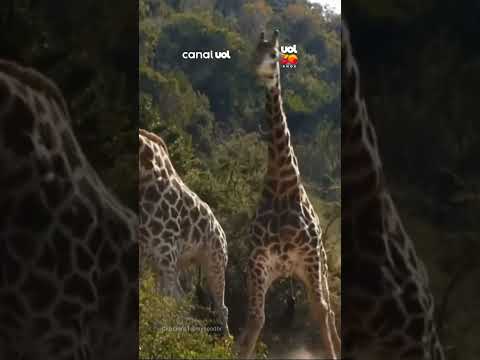 Girafas desferem duros golpes um contra o outro em parque nacional de Uganda