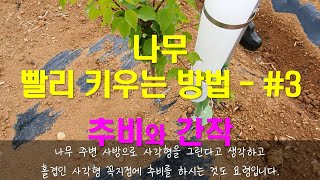 나무 빨리 키우는 방법  #3 - 추비와 간작 / 추비 시기, 추비량, 추비방법, 간작재배의 효율성