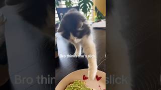 #cat #cute #catvideo #cutecat #funnyvideo #funny