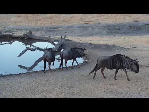 Djuma: Wildebeests come get a drink at the pan - 17:30 - 09/02/19