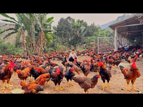 , title : 'FULL VIDEO :100 days of taking care of chickens, building a farm in the middle of a wild forest'
