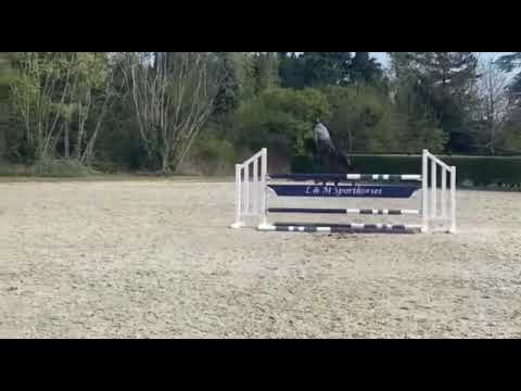 Sold USA 🇺🇸 6 yo comme il faut x Elvis ter Putte gelding