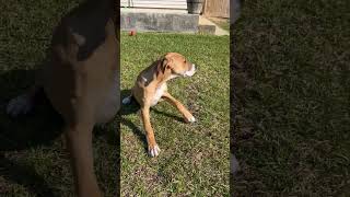 Video preview image #1 Mutt Puppy For Sale in Holly Springs, NC, USA
