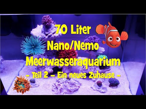 Meerwasseraquarium Nano Nemo 70 Liter - Teil 2 - Ein neues Zuhause -