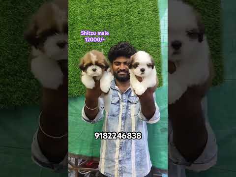 Shitzu male pups available now each pup just 12000/- only more details plz cont 9182246838