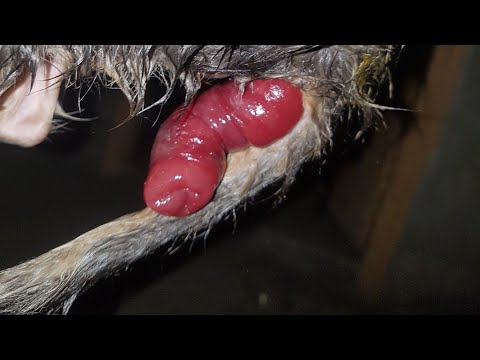 How to treat Cats Rectal prolapse by Dr MURTAZA KHALIL| ANIMALS KNOWLEDGE in english