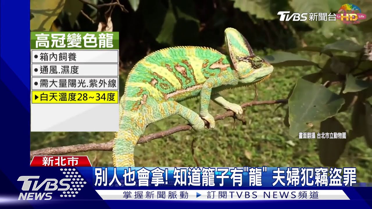 變色龍做日光浴「被打包」! 拾荒夫婦成小偷